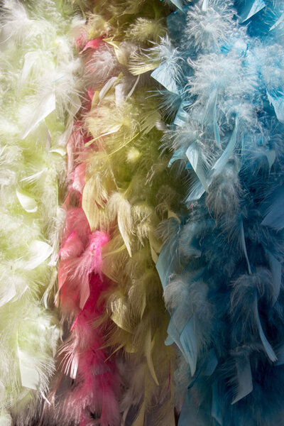 Beautiful bird feathers for decorative purposes