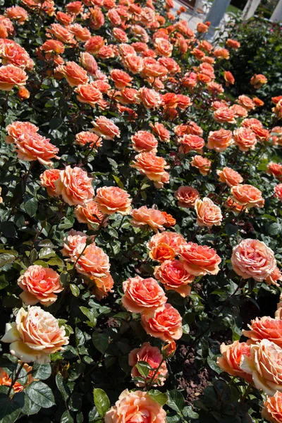 Bahçenin arka planında çiçek açan güzel renkli güller.