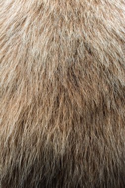 Arka plan dokusu olarak dekoratif hayvan kürkü