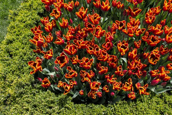 Fleurs Tulipes Colorées Comme Fond — Photo