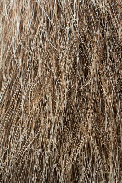 Decorative Animal Fur Background Texture — Stock Photo, Image