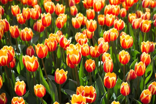 Flores Tulipa Coloridas Como Fundo — Fotografia de Stock