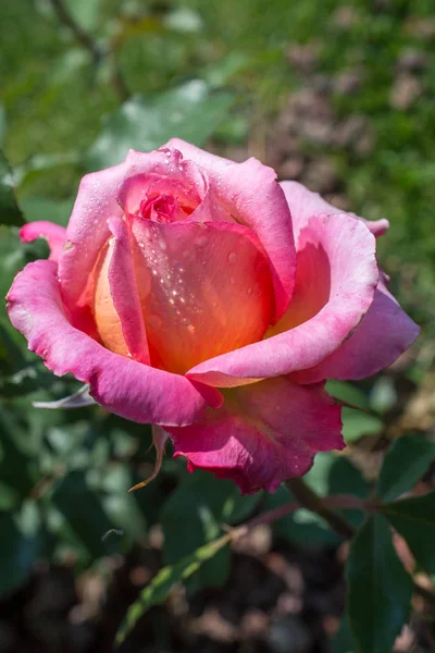 Krásná Barevná Růže Květ Zahradním Pozadí — Stock fotografie