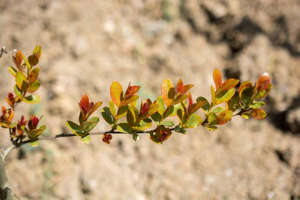 Foglie Albero Verde Come Sfondo — Foto Stock