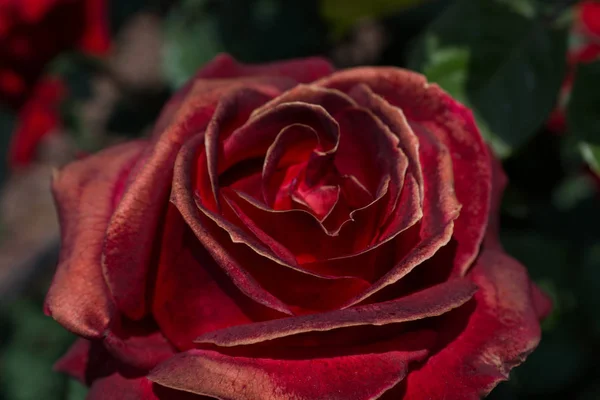 Hermosas Rosas Frescas Vista Cerca —  Fotos de Stock