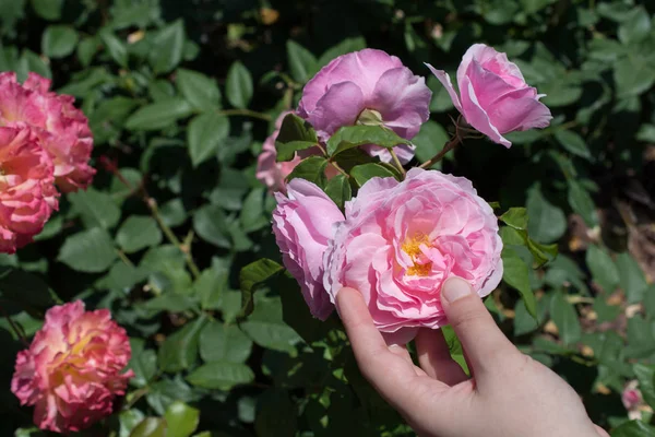Hermosa Rosa Fresca Mano — Foto de Stock