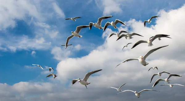 Les Pigeons Volent Dans Ciel Dessus Mer Istanbul Dans Environnement — Photo