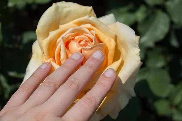 Hand Met Een Kleurrijke Rose Flower — Stockfoto