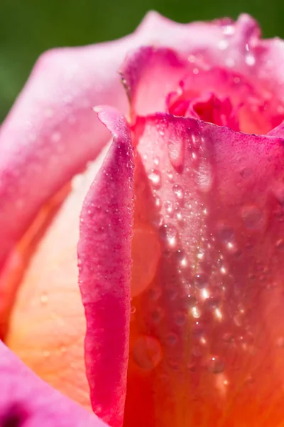 Beautiful Fresh Roses Close View — Stock Photo, Image