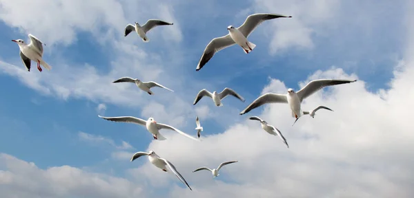 Pigeons Fly Sky Sea Istanbul Urban Environment — Stock Photo, Image