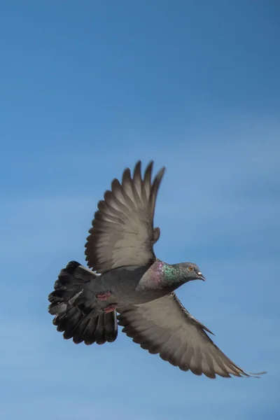 Einzelne Taube Der Luft Mit Weit Aufgerissenen Flügeln — Stockfoto