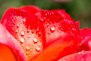 Üzerinde su damlaları olan güzel renkli bir gül.