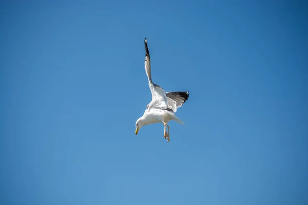 Enkele Zeemeeuw Vliegen Een Blauwe Lucht Als Achtergrond — Stockfoto