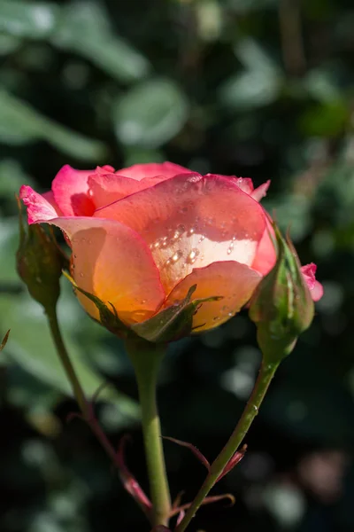Schöne Bunte Rose Mit Wassertropfen Drauf — Stockfoto