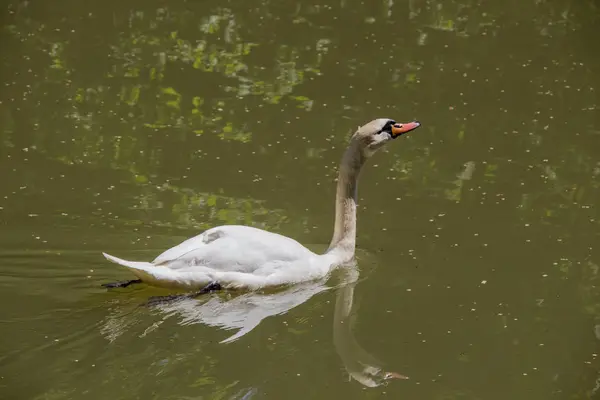 Cisnes Solteros Viven Entorno Natural —  Fotos de Stock