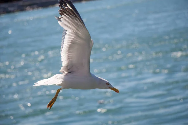 Una Sola Gaviota Volando Con Mar Como Fondo — Foto de Stock