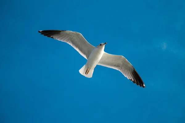 Gaviota Volando Cielo Azul Sobre Las Aguas Del Mar —  Fotos de Stock