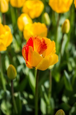 Bahar mevsiminde açan Lale Çiçekleri