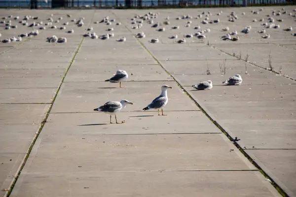 Gaivotas Estão Tendo Descanso Chão Concreto — Fotografia de Stock