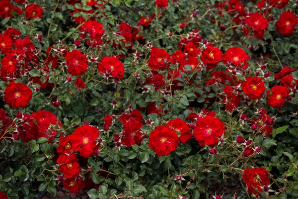 Blühende Schöne Bunte Rosen Garten Hintergrund — Stockfoto