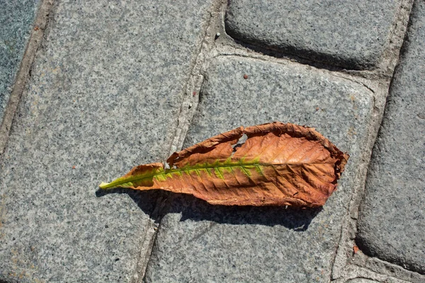 紅葉としての枯木の葉 — ストック写真