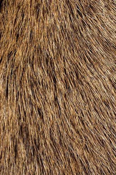 Pele Animal Decorativa Como Textura Fundo — Fotografia de Stock