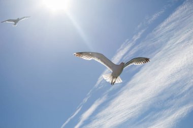 Arka plan olarak mavi bir gökyüzü uçan martılar