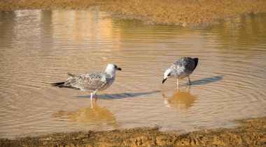Martılar çamurlu sularda dinleniyor.