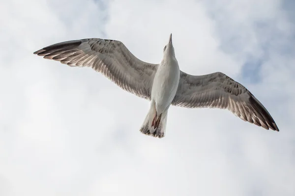 Singolo Gabbiano Che Vola Cielo Nuvoloso Come Sfondo — Foto Stock