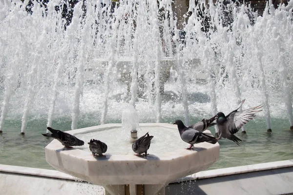 Pombos Cidade Lado Água Uma Fonte — Fotografia de Stock