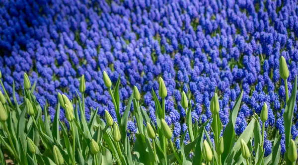 Tulipan Kwiaty Kwitnące Sezonie Wiosennym — Zdjęcie stockowe