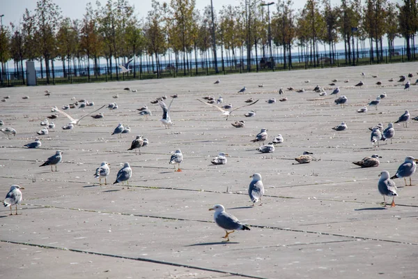 Meeuwen Houden Rust Een Betonnen Ondergrond — Stockfoto