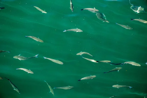 Fische Überfluss Schwimmen Wasser Des Meeres — Stockfoto