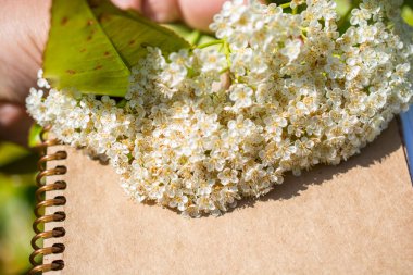 Kahverengi arka planda renkli yabani bahar çiçekleri