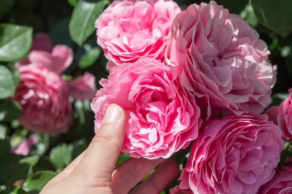 Mão Segurando Algumas Rosas Jardim Rosas — Fotografia de Stock