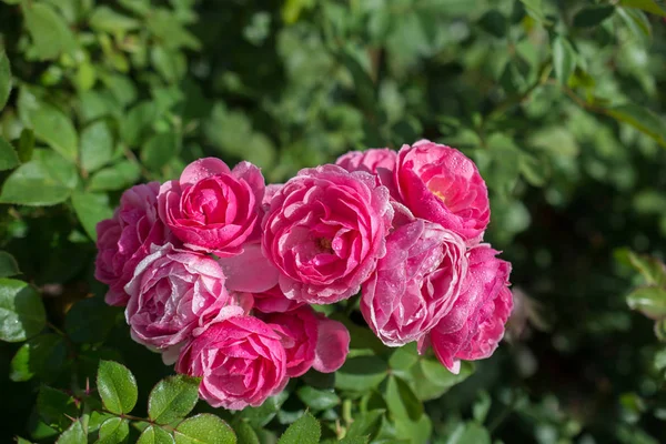 Blommande Vackra Färgglada Rosor Trädgården Bakgrund — Stockfoto