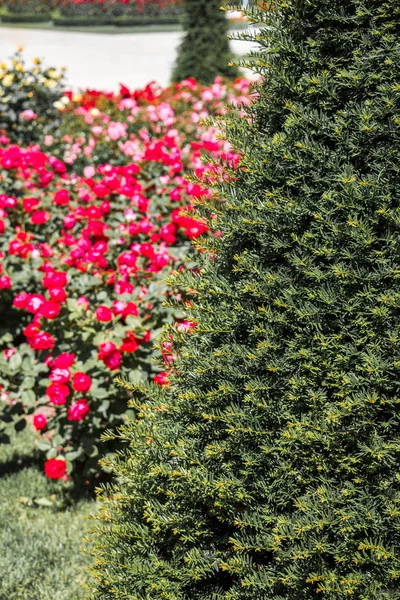 Bahçenin arka planında çiçek açan güzel renkli güller.