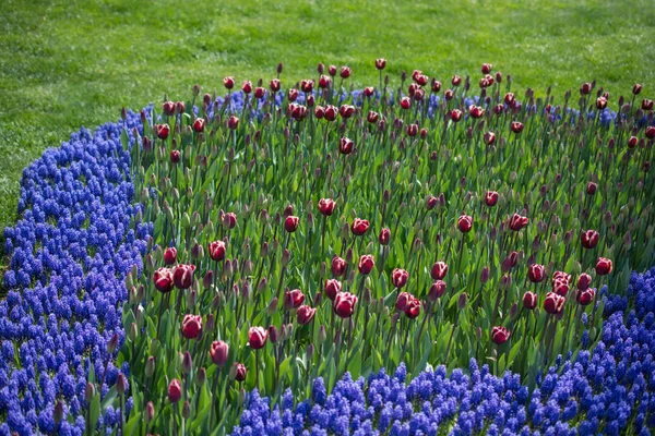 Flores Tulipán Floreciendo Primavera — Foto de Stock