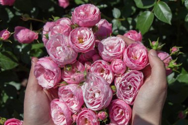 Elindeki güzel taze güller
