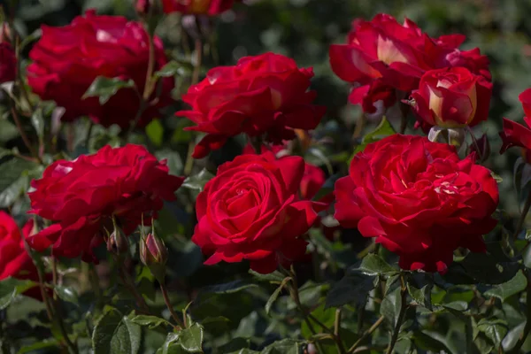 Floração Belas Rosas Coloridas Fundo Jardim — Fotografia de Stock