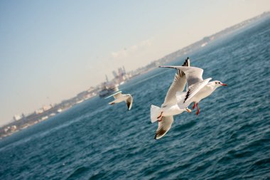 Deniz kıyısında martılar