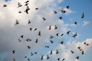 Gökyüzünde uçan görülen kuşlar sürüsü