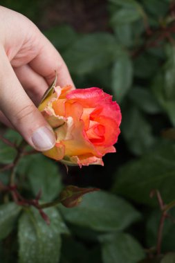 Renkli bir gül çiçeğini tutarken