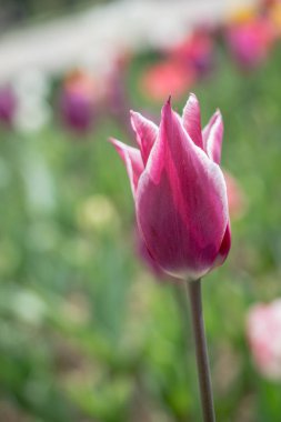 Bahar bahçesinde renkli lale çiçekleri açıyor.