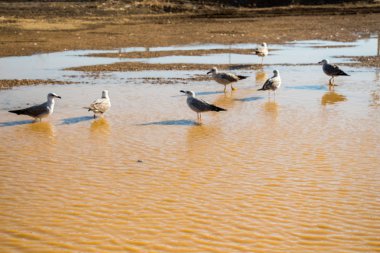 Martılar çamurlu sularda dinleniyor.