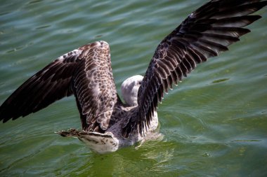 Gölün sığ sularında tek bir martı.