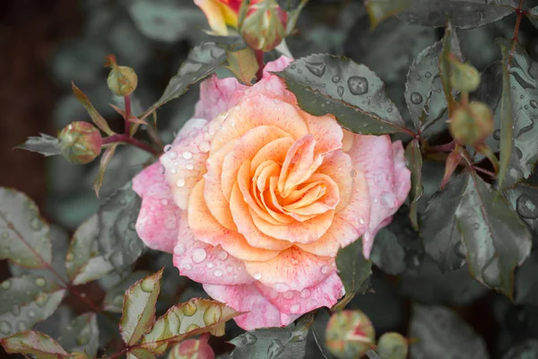 Closeup Blooming Rose Bush — Stock Photo, Image