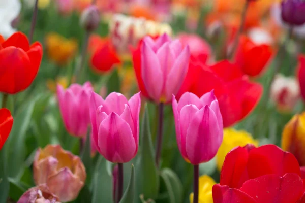 Flores Tulipán Colores Florecen Jardín Primavera — Foto de Stock