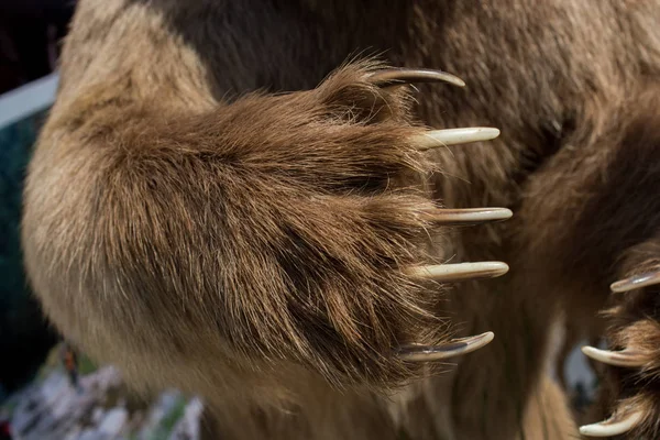 Pata Oso Marrón Con Garras Afiladas Vista —  Fotos de Stock