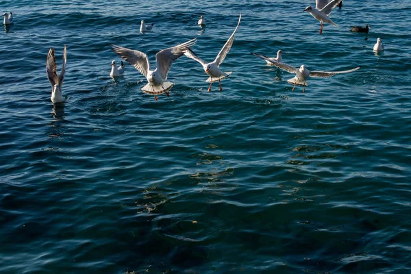 Måsar Som Flyger Himlen Över Havet — Stockfoto